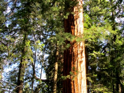 Sequoia NP in CA
