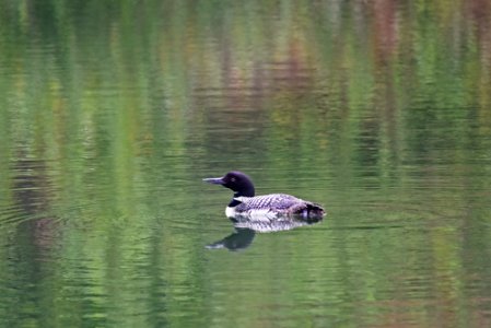 Common Loon photo