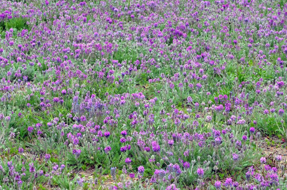 Expanse of Fassett's Locoweed