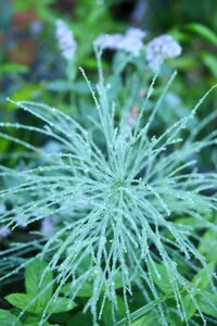 Plant dew drop horsetail
