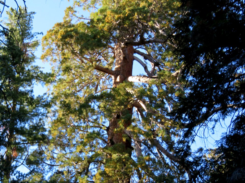 Trail Of 100 Giants at Sequoia NF in CA