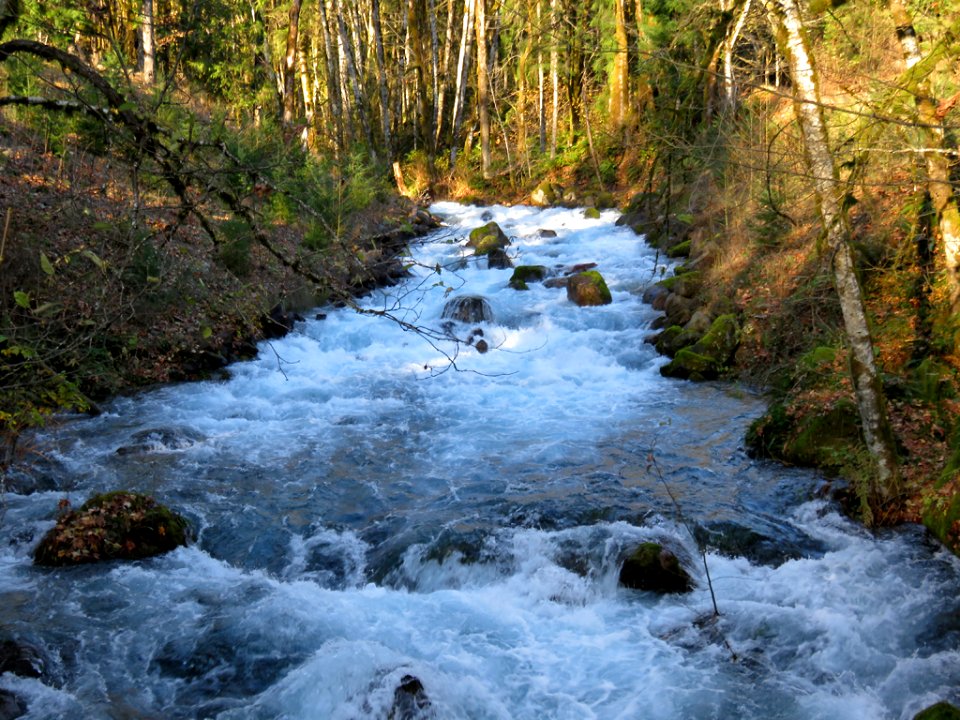 Creek near Cougar, WA photo