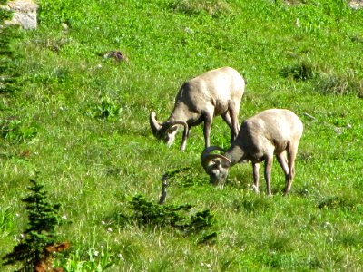 Bighorn Sheep at Glacier NP in MT