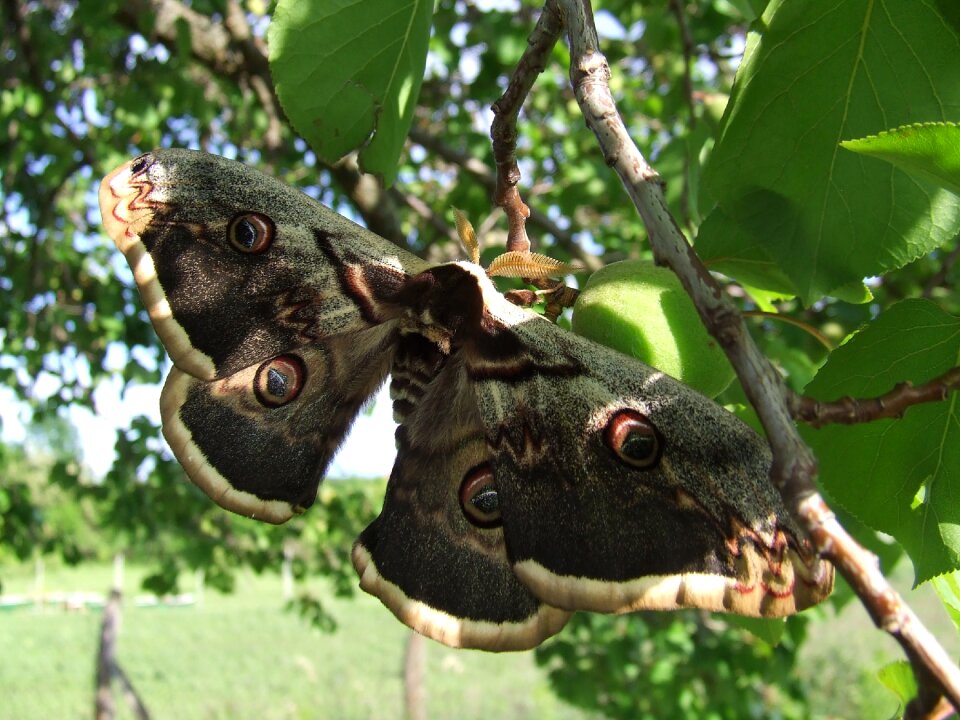 Butterfly great insects