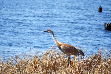 Sandhill crane photo