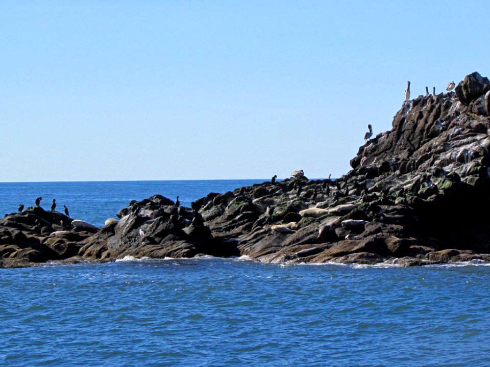 Seabirds and Pelicans at Yaquina Head in Newport, OR