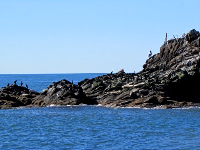 Seabirds and Pelicans at Yaquina Head in Newport, OR