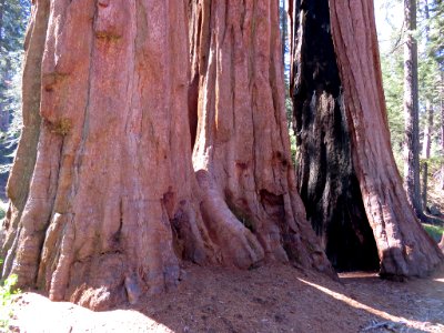 Sequoia NP in CA