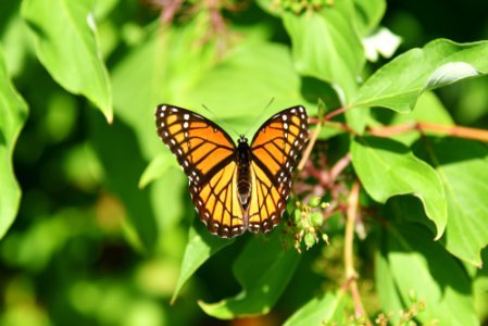 Viceroy butterfly photo