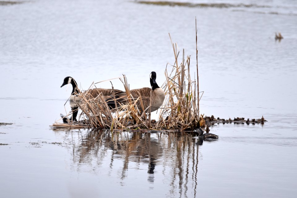 Pied-billed grebe and Canada geese