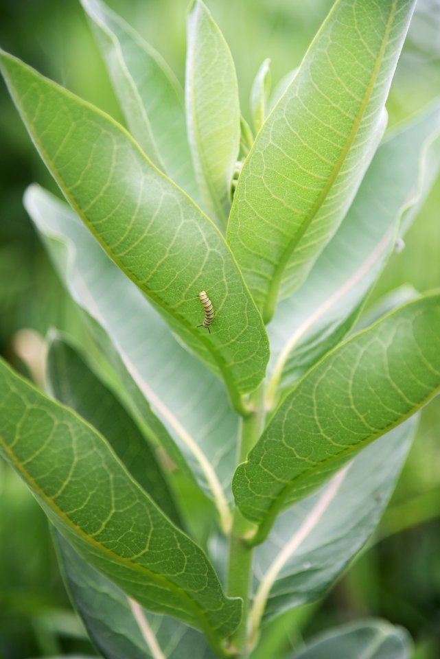 Monarch caterpillar on common milkweed