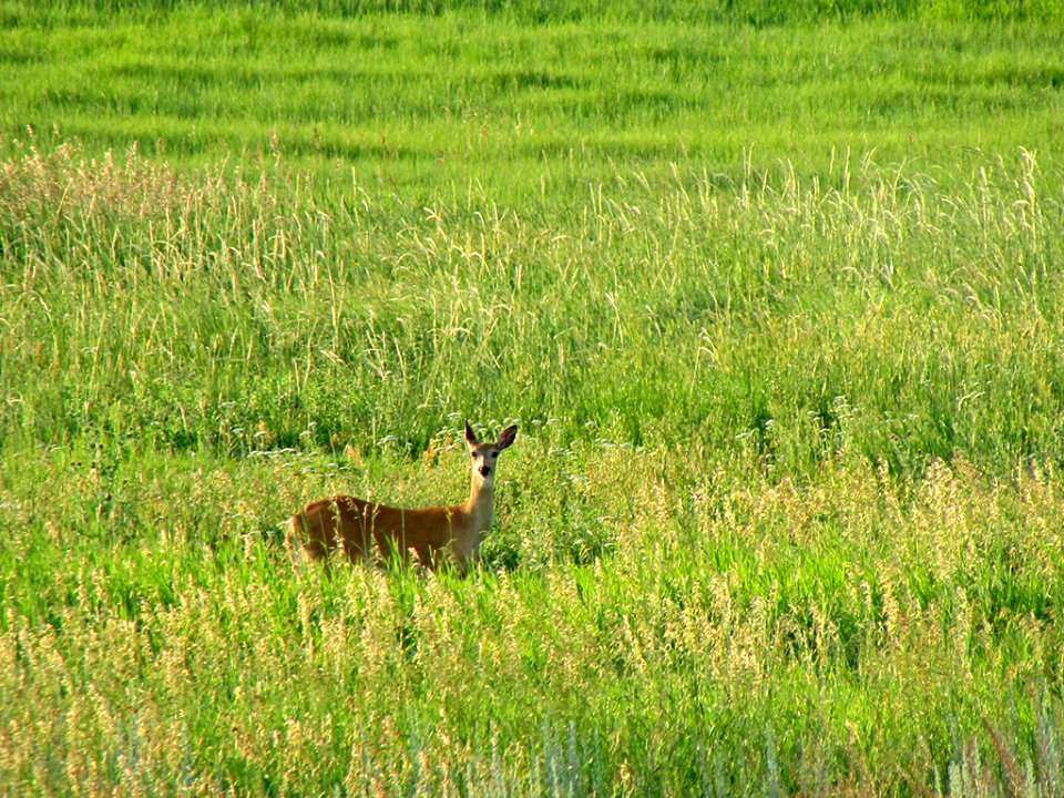 Deer at Devils Tower NM in WY