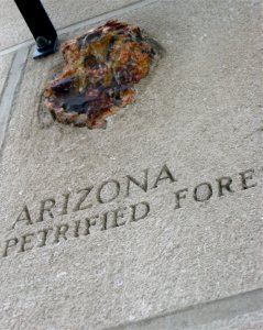 It's Bad Luck to Take the Petrified Wood