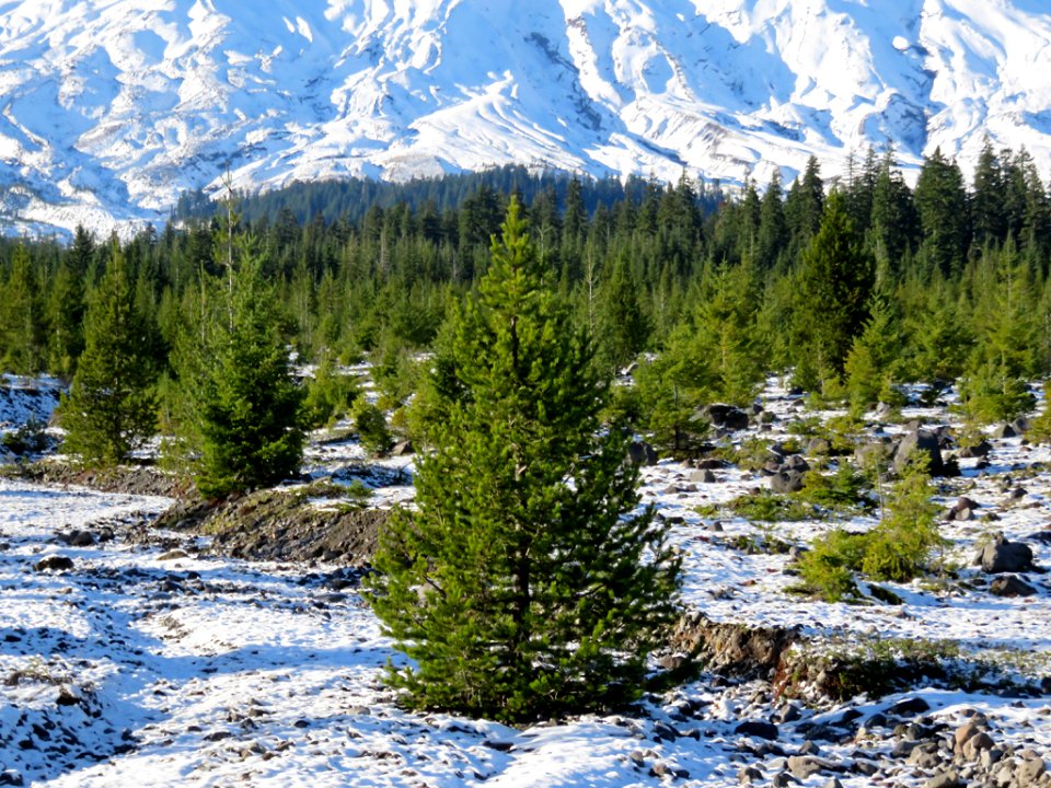 Mt. St. Helens at Lahar in WA