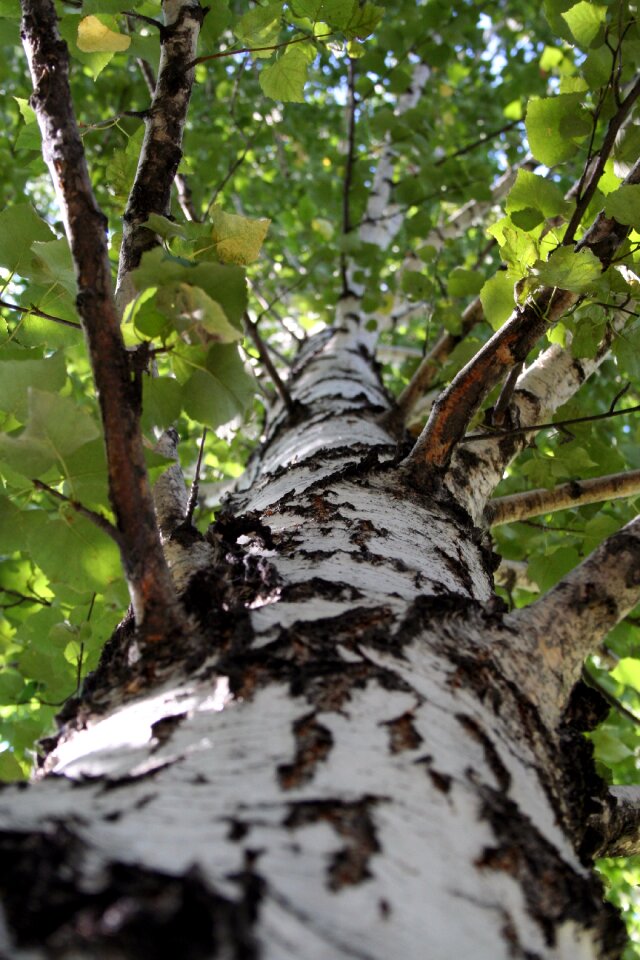 Leaves trunk birch bark photo