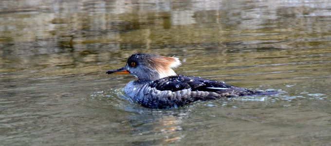 Female hooded merganser at Shiawassee National Wildlife Refuge photo