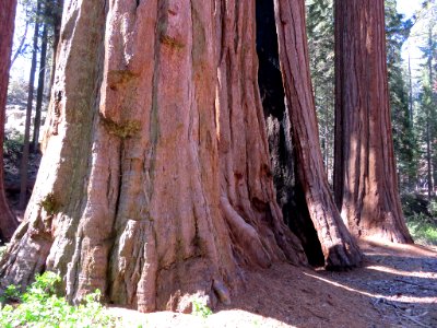 Sequoia NP in CA