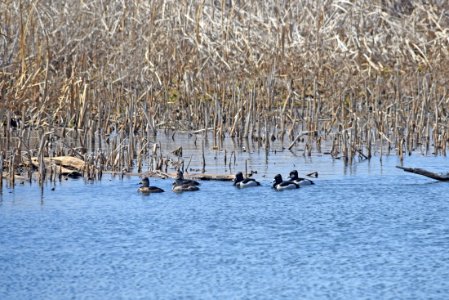 Ring-necked ducks photo