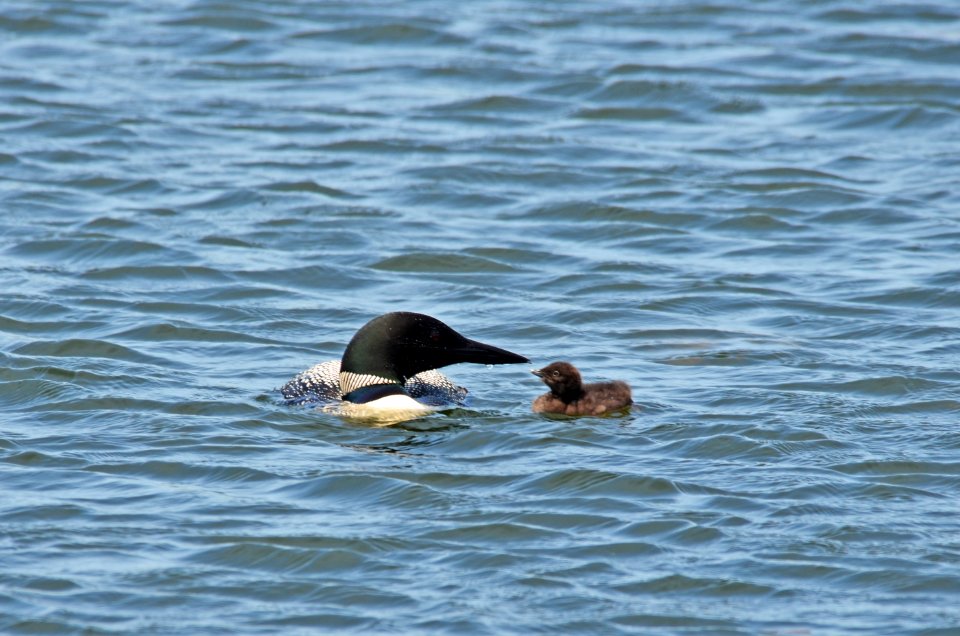Common Loon With Chick