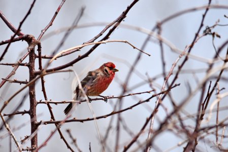 House finch perched in a tree photo