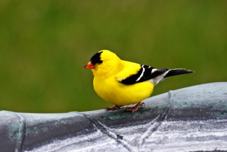 American goldfinch perched on a bird bath
