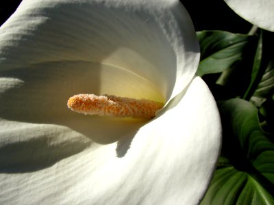 Sometimes A Flower Is Just a Flower