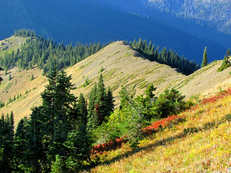 Hurricane Ridge at Olympic NP in Washington
