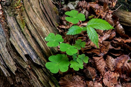 Spring four leaf clover decay photo