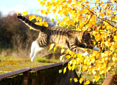 Mieze fall foliage kitten