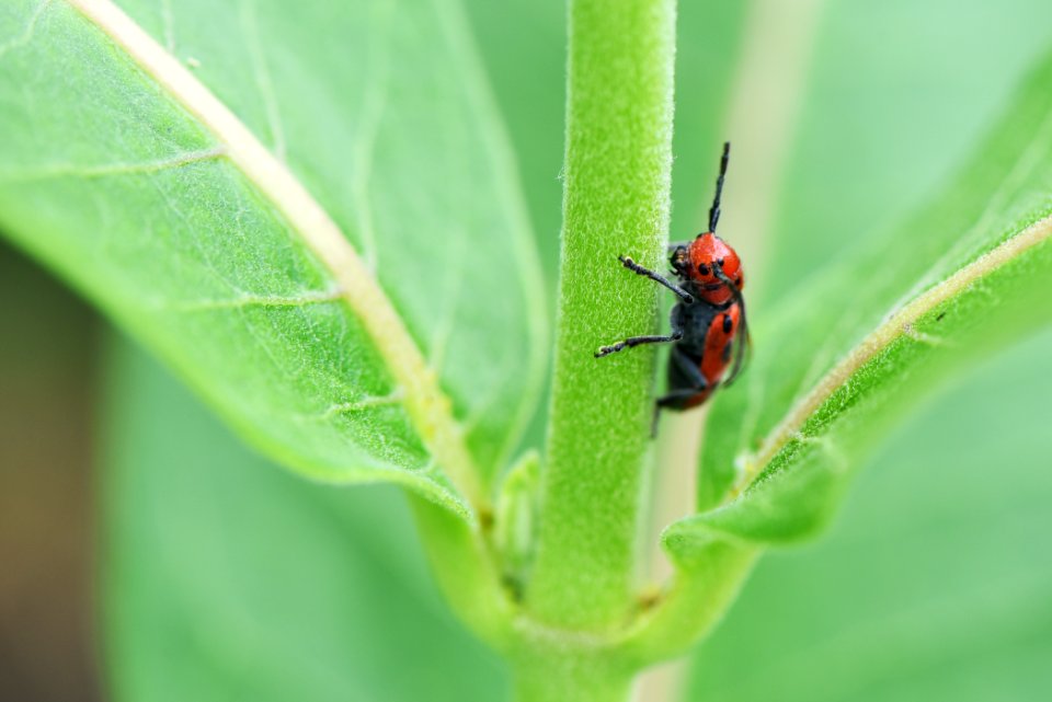 Red Milkweed Beetle