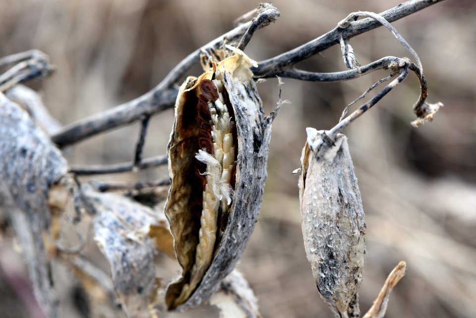 Overwintered Common Milkweed Seeds