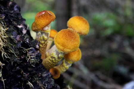 Fall fungi photo