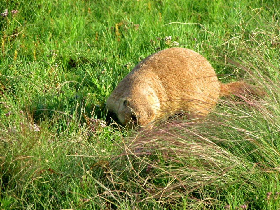 Prairie Dogs at Devils Tower NM in WY