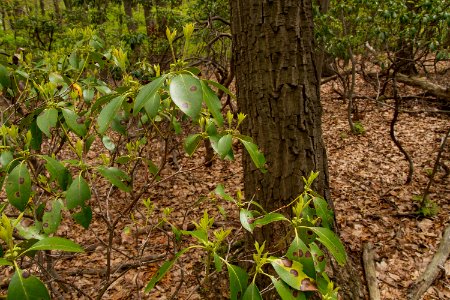 Chestnut Oak / Mountain Laurel Forest