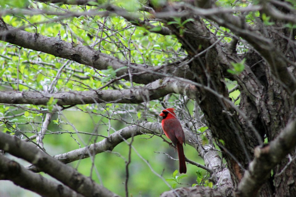 Northern Cardinal
