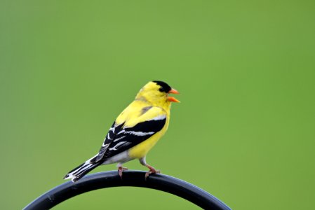 American goldfinch photo