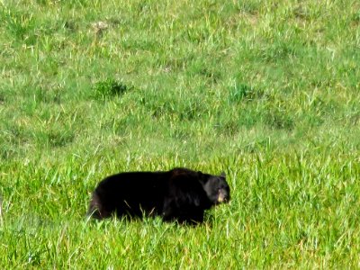 Black Bear at Sequoia National Park in CA