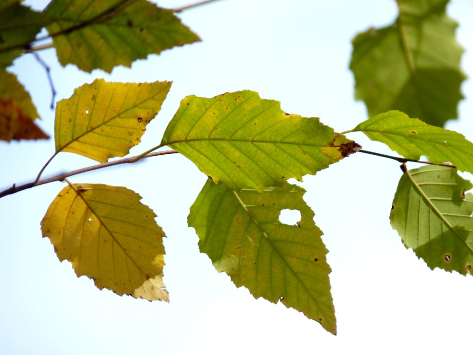 River birch leaves