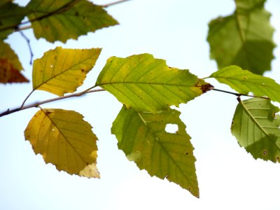 River birch leaves