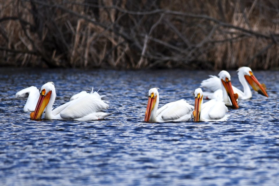 American white pelicans foraging photo