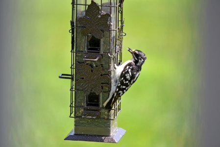 Juvenile Downy Woodpecker photo