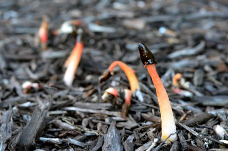 Stinkhorn Fungus