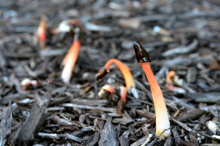 Stinkhorn Fungus photo