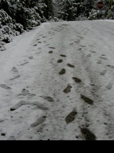 Duck Foot