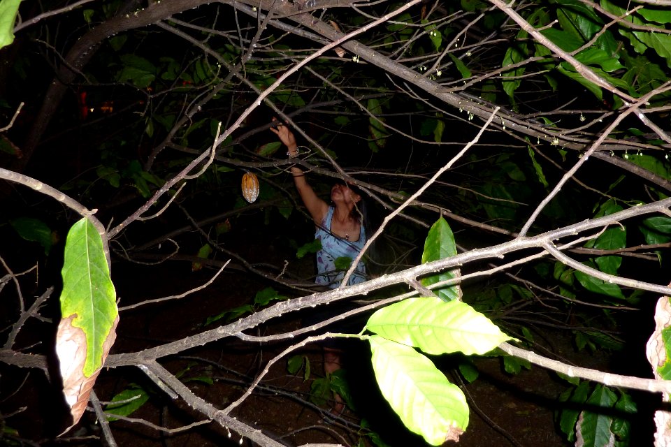 Stealing the cacao...