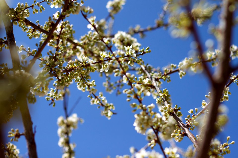 Plum Blossom Ladder