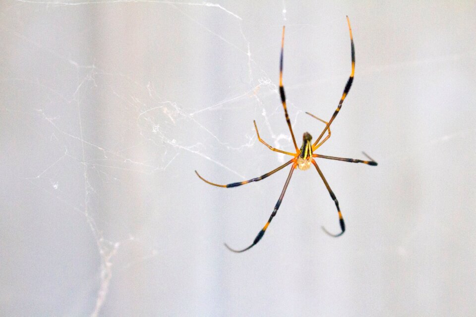 Spider pattern animal