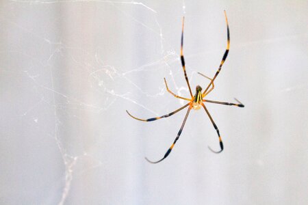 Spider pattern animal