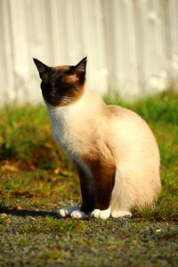 Autumn siamese cat mieze