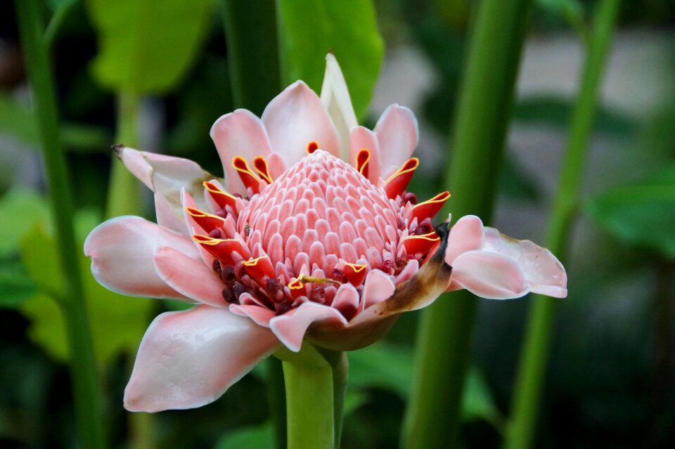 Ginger flower pink the exotic